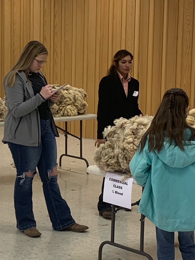 FFA Students judging wool