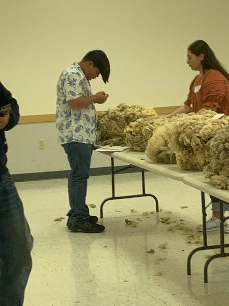 FFA Students judging wool