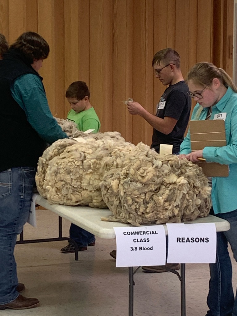 FFA Students judging wool